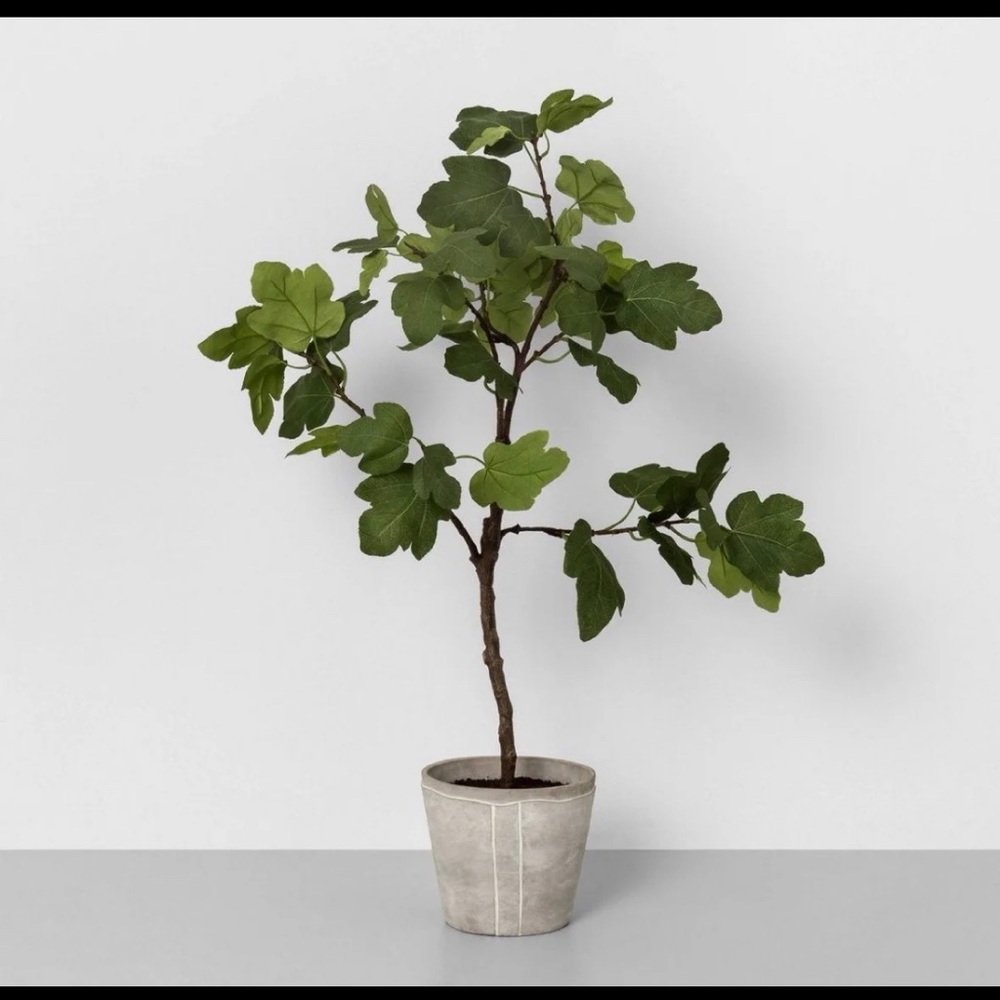 I’m looking for this plant.